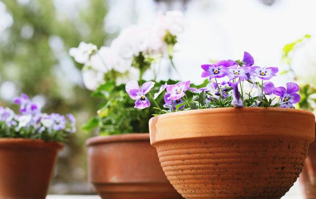 只需1個技巧就可調控你的盆栽花卉開花時間