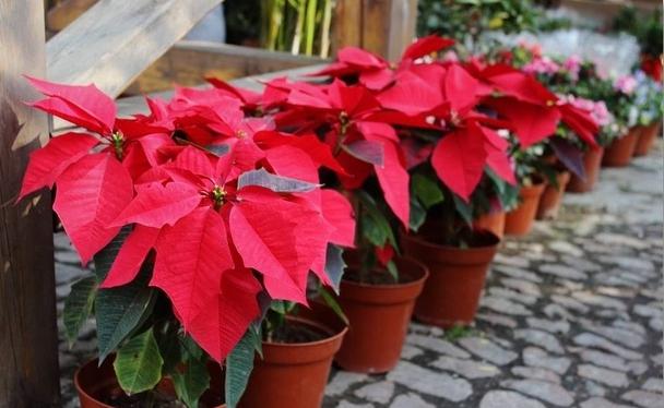 只需1個技巧就可調控你的盆栽花卉開花時間