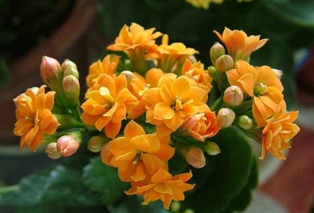 只需1個技巧就可調控你的盆栽花卉開花時間