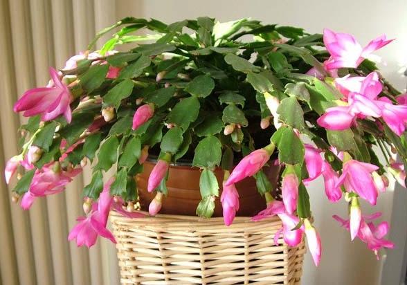 只需1個技巧就可調控你的盆栽花卉開花時間