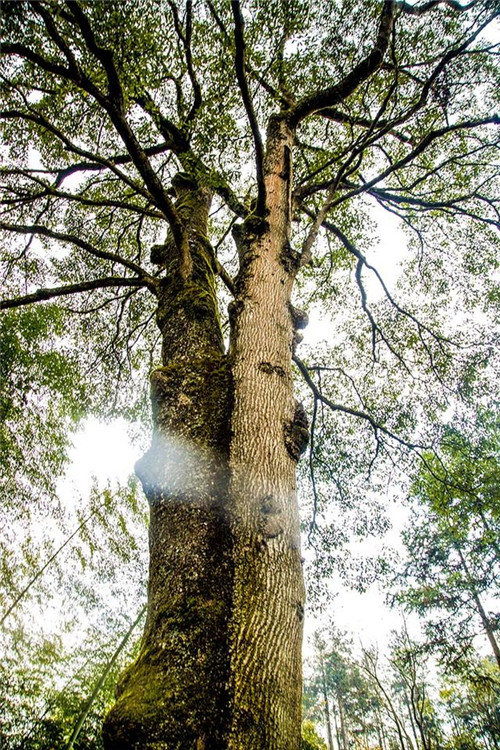 鄂西利川:毛壩鄉楠木村古樹名木繁茂