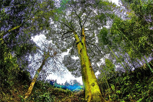 鄂西利川:毛壩鄉楠木村古樹名木繁茂