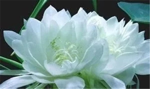 非法采伐二級保護植物雪蓮處罰很嚴重