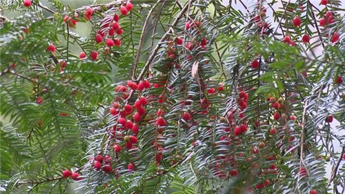 1200年的古樹,結滿了”紅寶石”!