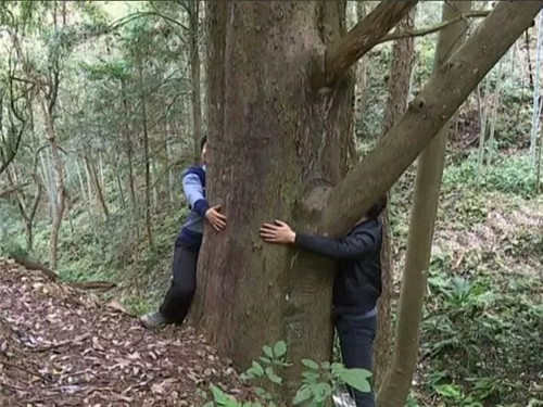 1200年的古樹,結滿了”紅寶石”!