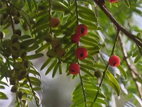 1200年的古樹,結滿了”紅寶石”!