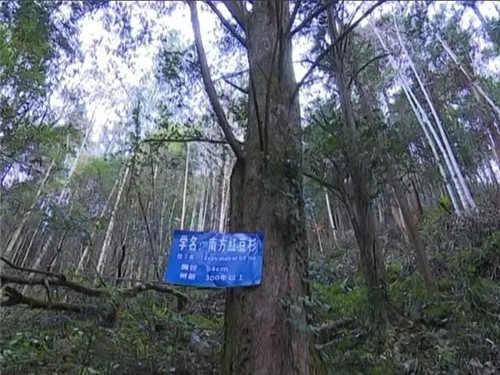 1200年的古樹,結滿了”紅寶石”!