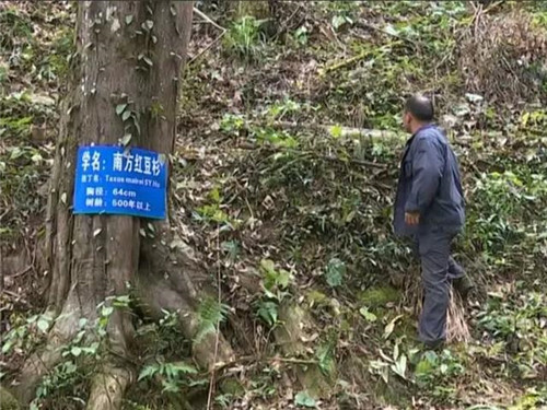 1200年的古樹,結滿了”紅寶石”!