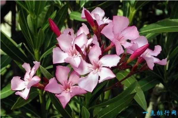 世界上最毒的十種植物