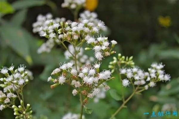 世界上最毒的十種植物