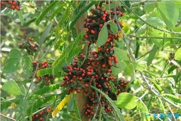 世界上最毒的十種植物