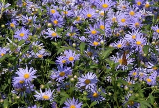 菊科植物紫菀還是著名的中藥材!