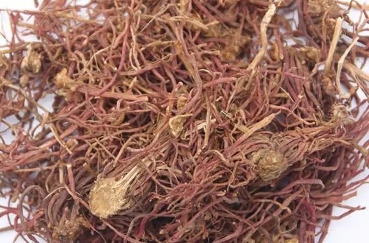 菊科植物紫菀還是著名的中藥材!