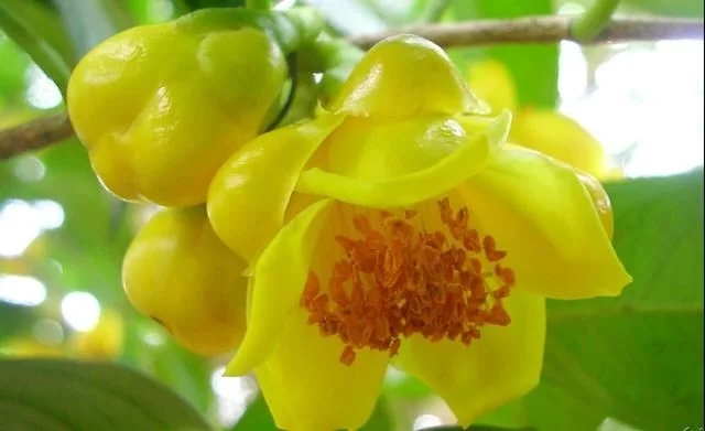 尋找發現國寶級珍稀植物金花茶