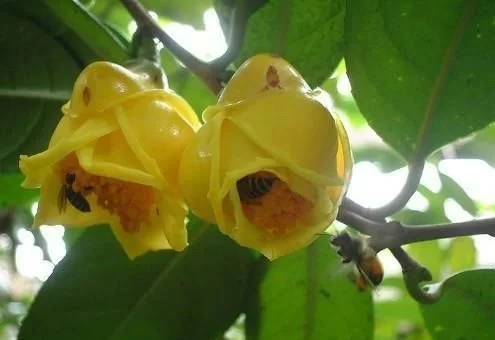 尋找發現國寶級珍稀植物金花茶