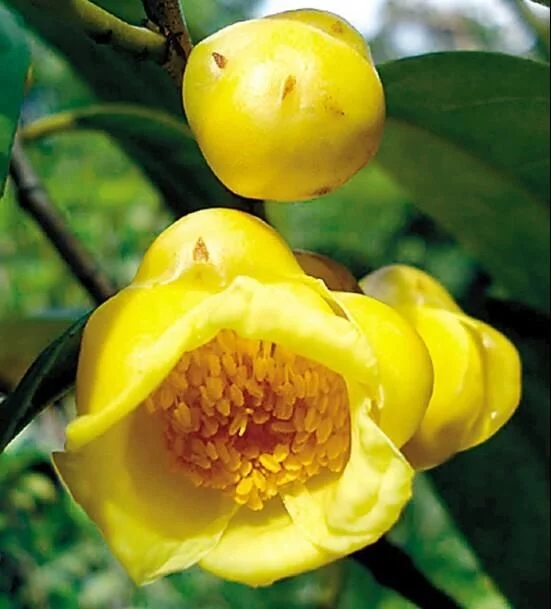 尋找發現國寶級珍稀植物金花茶