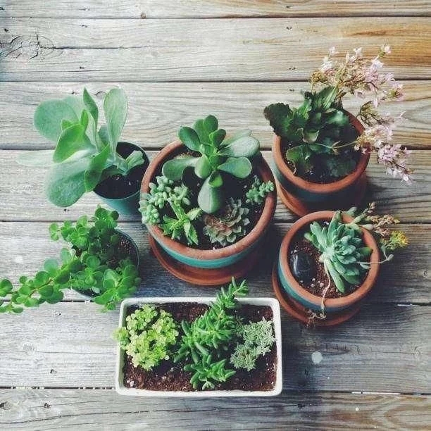 4個組合盆栽小技巧