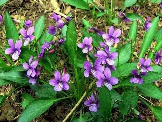 中草藥植物綠化 園林應用新潮流
