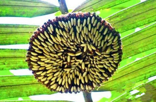 這顆向日葵千萬不要碰,一旦被蟄到直接會要命