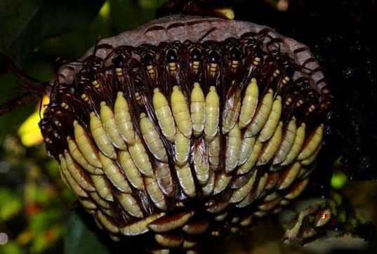 這顆向日葵千萬不要碰,一旦被蟄到直接會要命