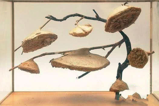 這顆向日葵千萬不要碰,一旦被蟄到直接會要命