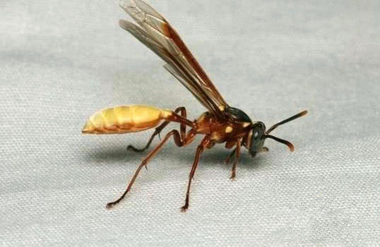 這顆向日葵千萬不要碰,一旦被蟄到直接會要命