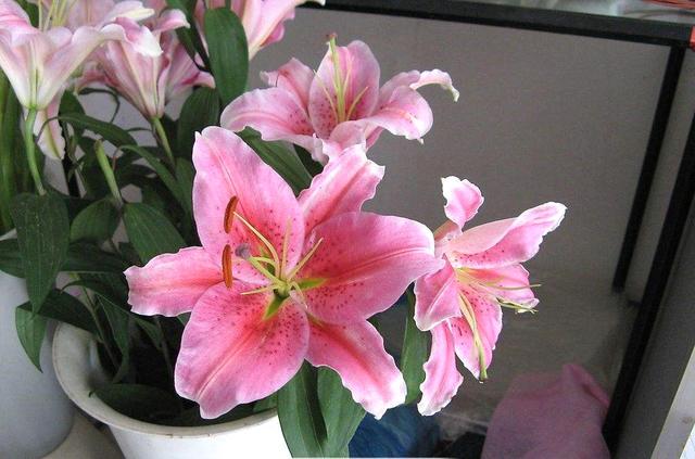 養這5種球根花卉,年年開花爆盆