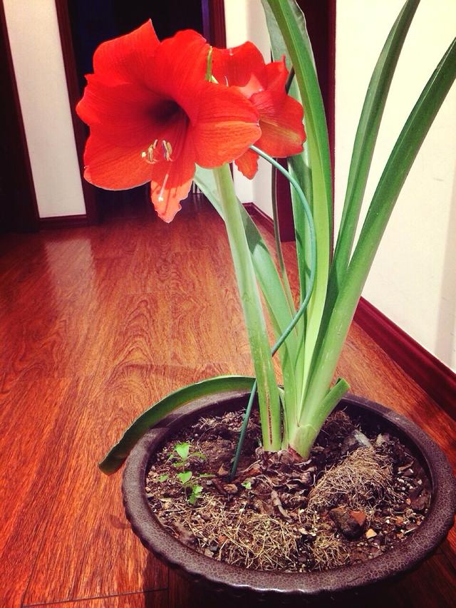 養這5種球根花卉,年年開花爆盆