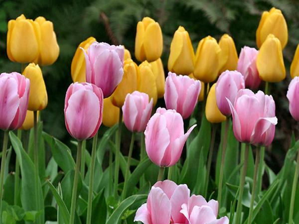 這幾花卉植物超耐寒,在冬季再也不怕凍傷!