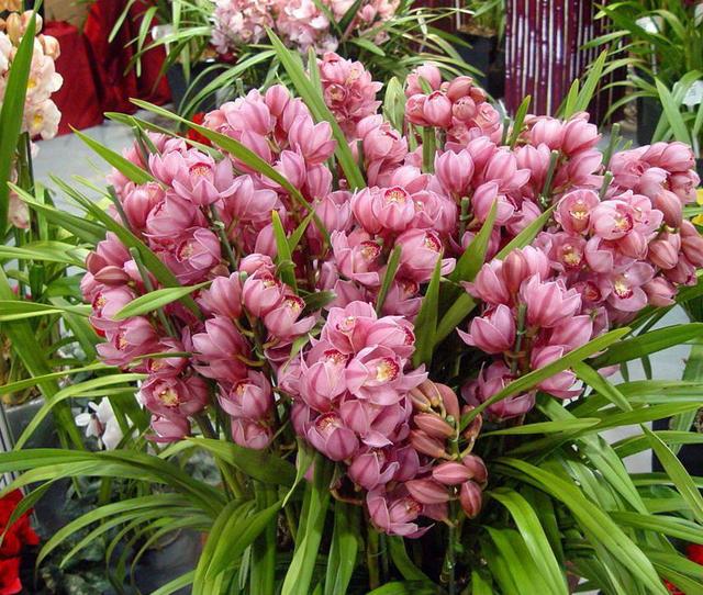 這幾花卉植物超耐寒,在冬季再也不怕凍傷!