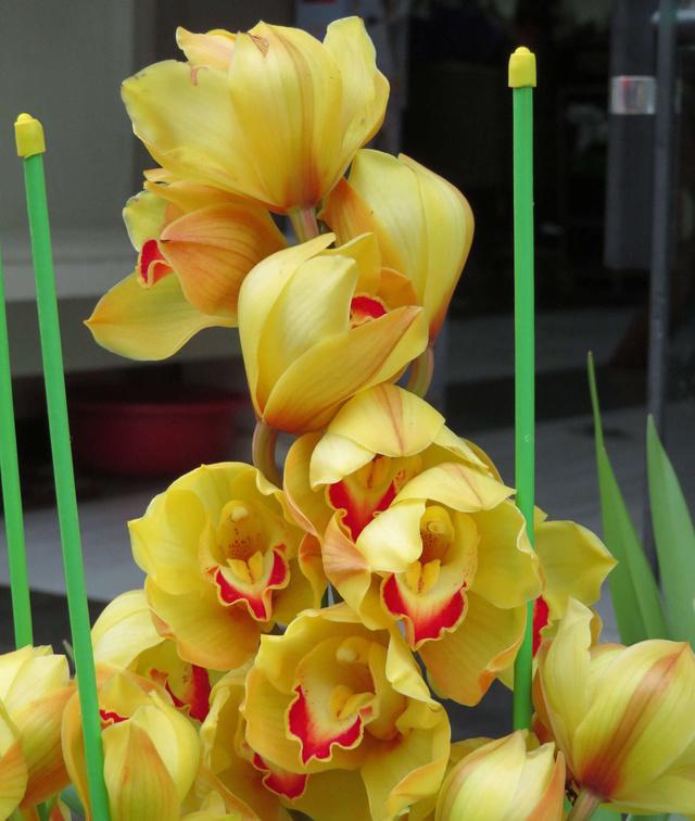 這幾花卉植物超耐寒,在冬季再也不怕凍傷!