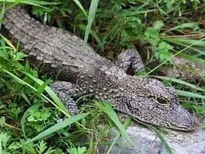 保持生物多樣性 守護(hù)逐漸消失的生物樂園