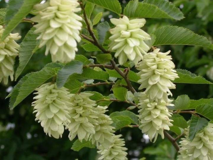 保持生物多樣性 守護(hù)逐漸消失的生物樂園