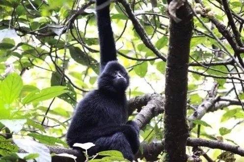 保持生物多樣性 守護(hù)逐漸消失的生物樂園