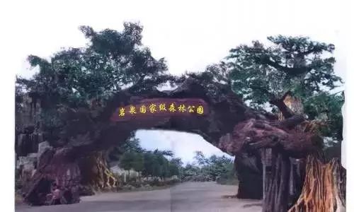 江西又有三個(gè)國(guó)家公園入選“中國(guó)森林氧吧”