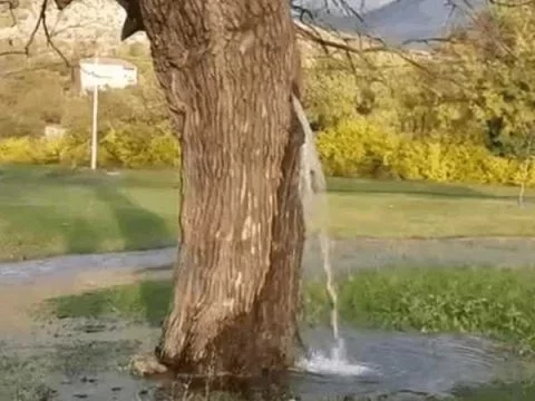 男子野外散步發現一棵古樹有異樣