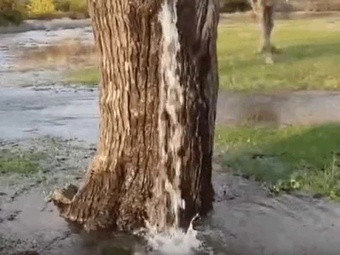 男子野外散步發現一棵古樹有異樣