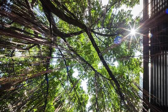 泰國曼谷Ad lib酒店景觀設計