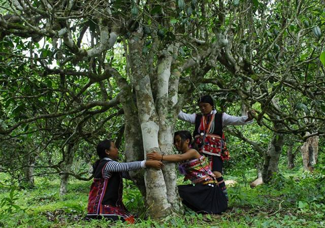 野生茶、臺地茶、喬木茶、古樹茶都是指什么