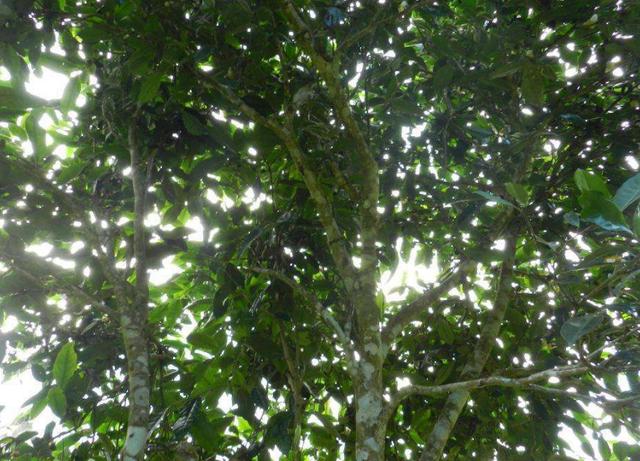 野生茶、臺地茶、喬木茶、古樹茶都是指什么