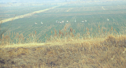 瀕危鳥類大鴇再度光臨黃河三角洲自然保護區