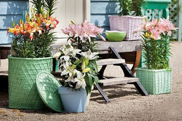 你種過1.5米高的庭院百合嗎？