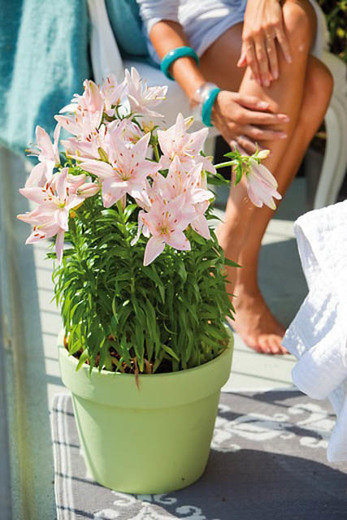 你種過1.5米高的庭院百合嗎？