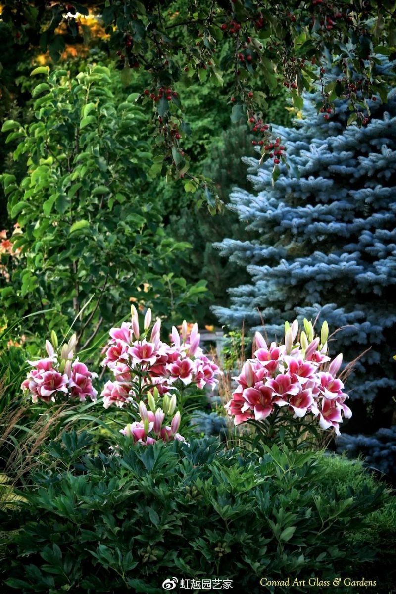 你種過1.5米高的庭院百合嗎？