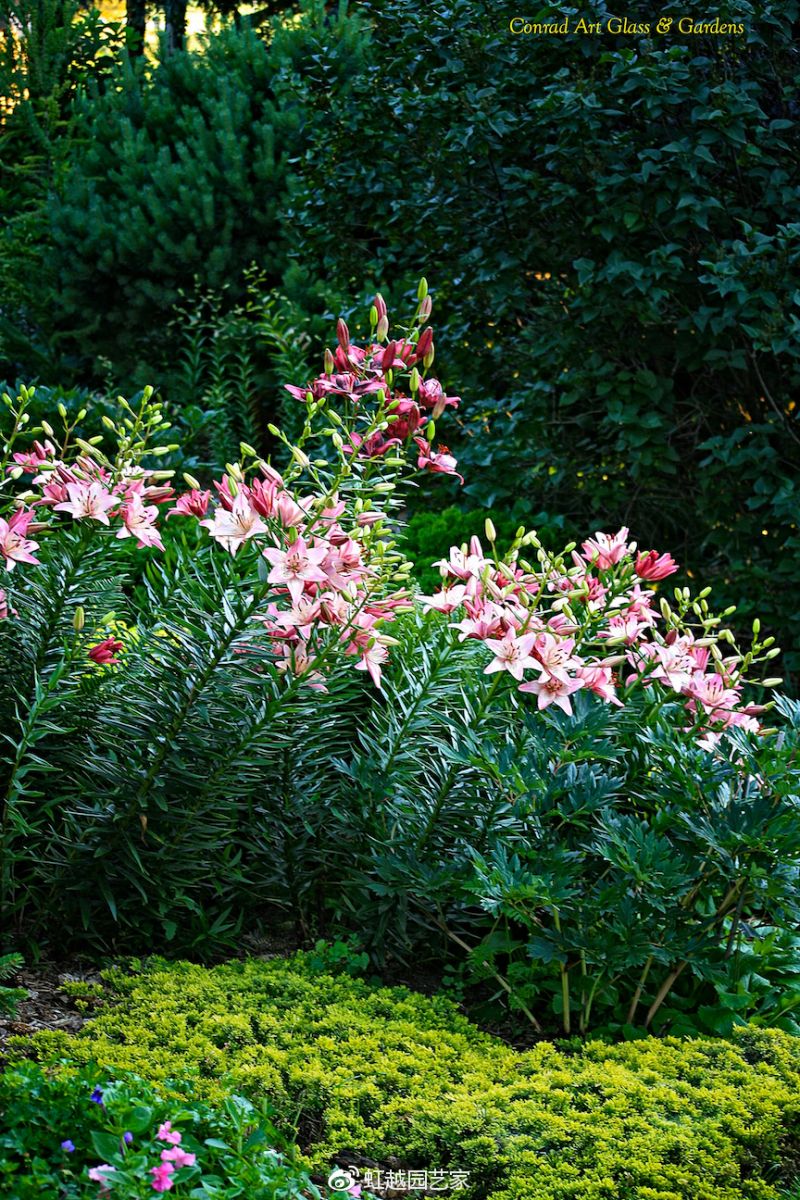 你種過1.5米高的庭院百合嗎？