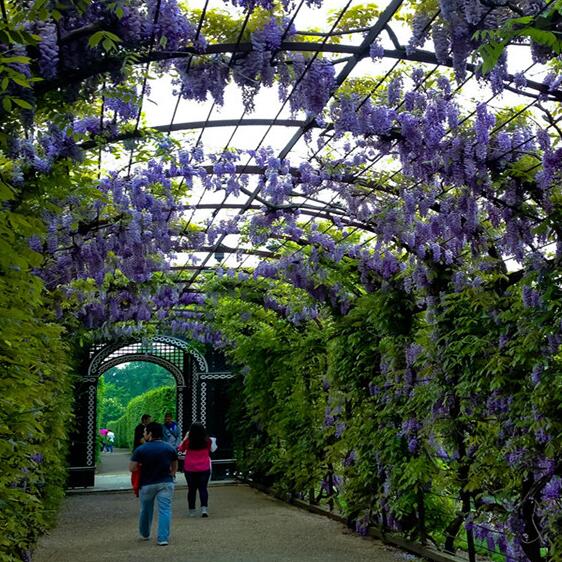 9種花卉爬藤能爬滿墻，美不勝收