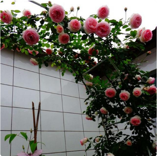 9種花卉爬藤能爬滿墻，美不勝收