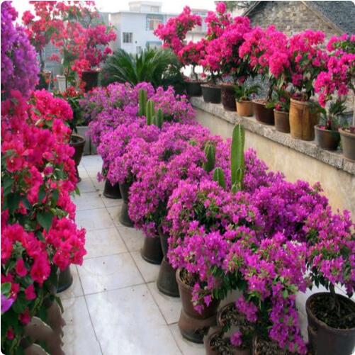 9種花卉爬藤能爬滿墻，美不勝收