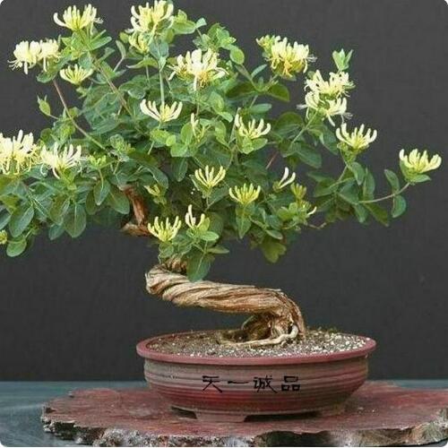 9種花卉爬藤能爬滿墻，美不勝收