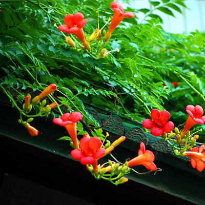 9種花卉爬藤能爬滿墻，美不勝收